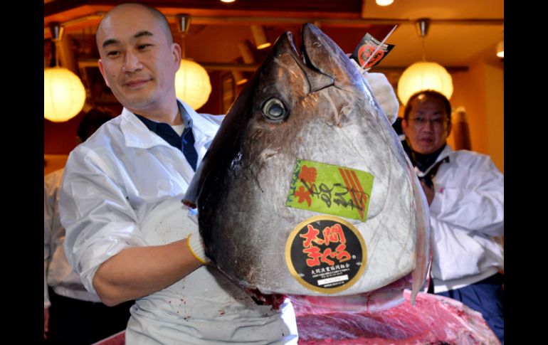 El ejemplar fue capturado en aguas de Oma, en la provincia de Aomori. EFE /