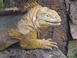 Iguana de las islas galápagos, semejante a las que fueron rescatadas. EFE /