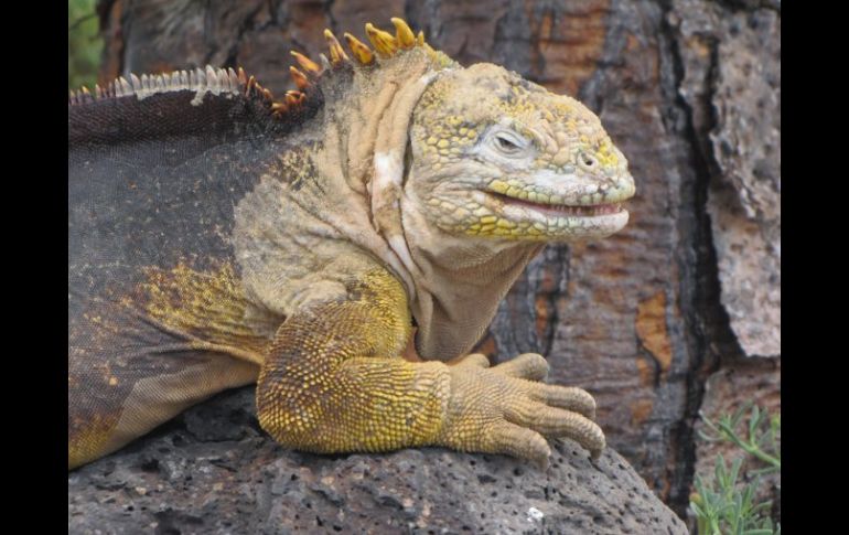 Iguana de las islas galápagos, semejante a las que fueron rescatadas. EFE /