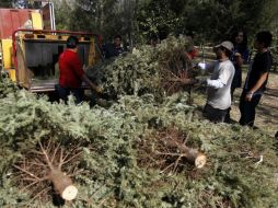 Por cada diez árboles recolectados se obtienen por medio del reciclaje, 20 kilos de tierra fértil para nutrir las áreas verdes. ARCHIVO /