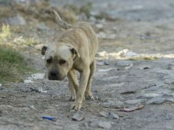 Consideran peligroso que los perros deambulen por el Cerro de la Estrella, pero son producto de la misma gente que los abandona. ARCHIVO /