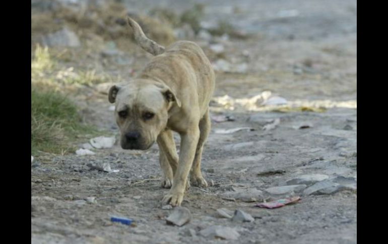 Consideran peligroso que los perros deambulen por el Cerro de la Estrella, pero son producto de la misma gente que los abandona. ARCHIVO /