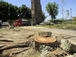 En la avenida Lázaro Cárdenas fueron talados clandestinamente cerca de 150 árboles. ARCHIVO /