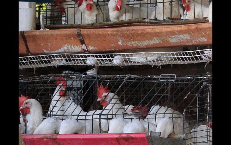 El total de aves sacrificadas es de alrededor de 285 mil aves, de las cuales sólo la mitad estaban en etapa productiva. ARCHIVO /