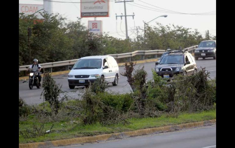 El colectivo Red Árbol ha detectado por lo menos una veintena de podas irregulares en la ZMG. ARCHIVO /