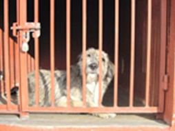 Vecinos del Cerro de la Estrella, en Iztapalapa, aseguran que algunos de los perros asegurados tienen dueño. EFE /