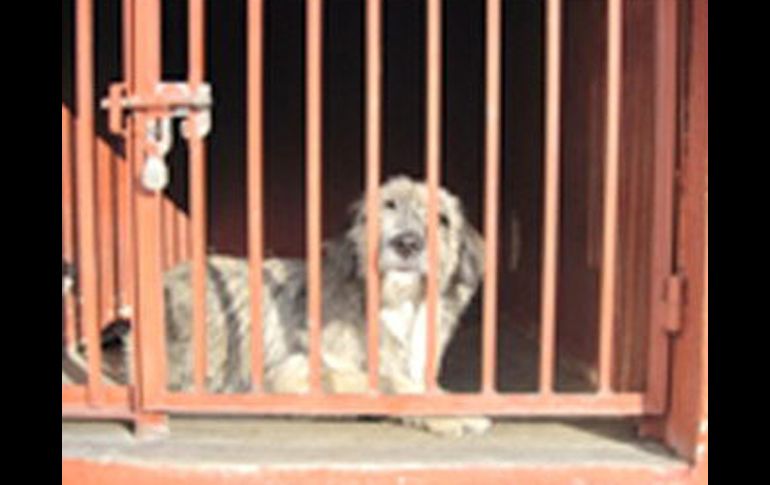 Vecinos del Cerro de la Estrella, en Iztapalapa, aseguran que algunos de los perros asegurados tienen dueño. EFE /