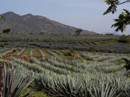 Para el caso de Jalisco se considera a todos los municipios para la aplicación de la campaña. ARCHIVO /