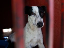 A los perros se les prepara para que sean entregados a quienes cumplan con el protocolo para la donación. ARCHIVO /