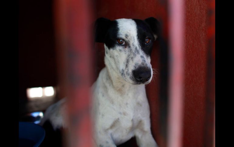 A los perros se les prepara para que sean entregados a quienes cumplan con el protocolo para la donación. ARCHIVO /