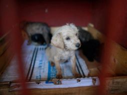 El Centro Canino de Iztapalapa tenía 23 cachorros para dar en adopción. ARCHIVO /