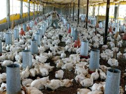 Alrededor de 22.3 millones de aves se tuvieron que sacrificar por el impacto de la epizootia. ARCHIVO /