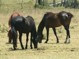 La carne de caballo no representa ningún daño a la salud pública pero amenaza con socavar el negocio de la carne de res. ARCHIVO /