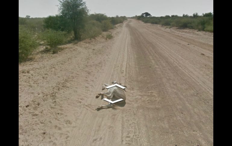 Una de las imágenes del sitio, tomada en una carretera de Botsuana,  muestra, en efecto, a un burro extendido. ESPECIAL /