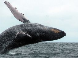 Las ballenas llegan específicamente a los Santuarios de Mamíferos Marinos Banco de la Plata y la Navidad. ARCHIVO /