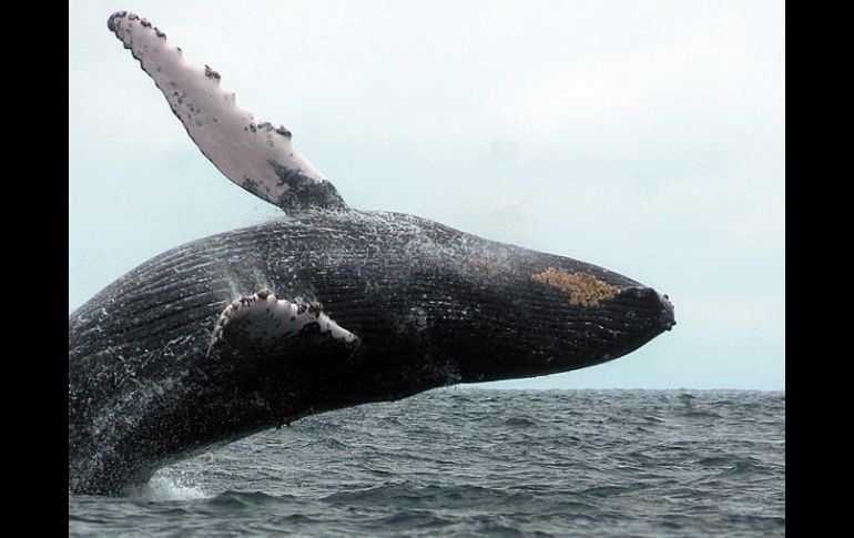 Las ballenas llegan específicamente a los Santuarios de Mamíferos Marinos Banco de la Plata y la Navidad. ARCHIVO /