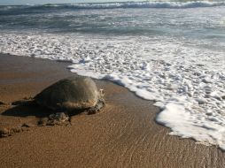 Algunas hipótesis apuntan a la pesca incidental como la culpable de la muerte de las tortugas. ARCHIVO /