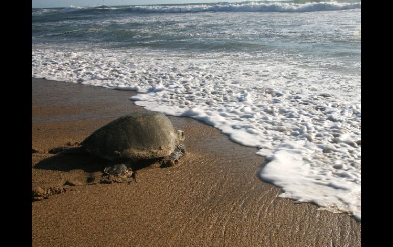 Algunas hipótesis apuntan a la pesca incidental como la culpable de la muerte de las tortugas. ARCHIVO /