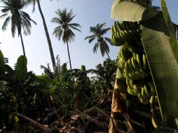 En el caso de la Costa Sur, los cultivos más afectados por Jova en su momento fueron el plátano, el mango, el papayo, los cítricos, etc ARCHIVO /