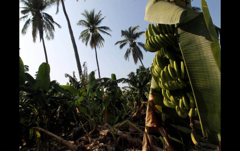 En el caso de la Costa Sur, los cultivos más afectados por Jova en su momento fueron el plátano, el mango, el papayo, los cítricos, etc ARCHIVO /