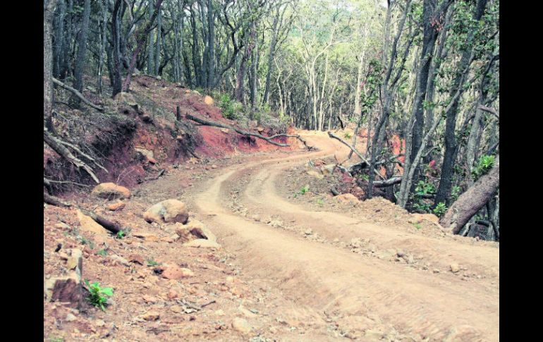 Primeras señales. Las obras ya se dejan ver en el boscoso Cerro Viejo, Tlajomulco de Zúñiga. EL INFORMADOR /