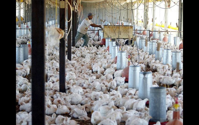 El mundo corre el riesgo de que se repitan los desastrosos brotes de gripe aviar de 2006, alerta la FAO. ARCHIVO /