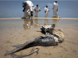 La mayor parte de las multas, dos mil 400 MDD irán a la Fundación Nacional de Pesca y Vida Silvestre.  /