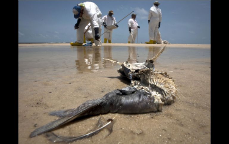 La mayor parte de las multas, dos mil 400 MDD irán a la Fundación Nacional de Pesca y Vida Silvestre.  /