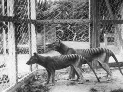 La población del tigre de Tasmania menguó tras aprobarse su caza. AFP /