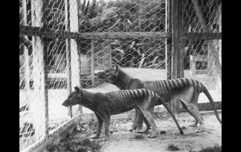 La población del tigre de Tasmania menguó tras aprobarse su caza. AFP /