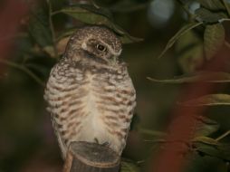 Los investigadores analizaron especímenes de búhos encontrados sin vida en los bosques. ARCHIVO /