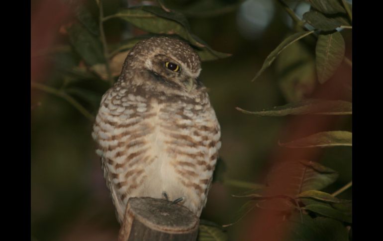 Los investigadores analizaron especímenes de búhos encontrados sin vida en los bosques. ARCHIVO /