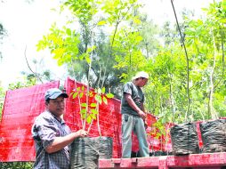 La Dirección de Ecología de Zapopan espera que los niños conozcan los tres viveros del municipio: Guamúchil, Tesistán y Tabachines. EL INFORMADOR /