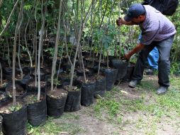 Áreas verdes han sido devoradas por asentamientos humanos en la mayoría de los municipios de la ZMG. ARCHIVO /