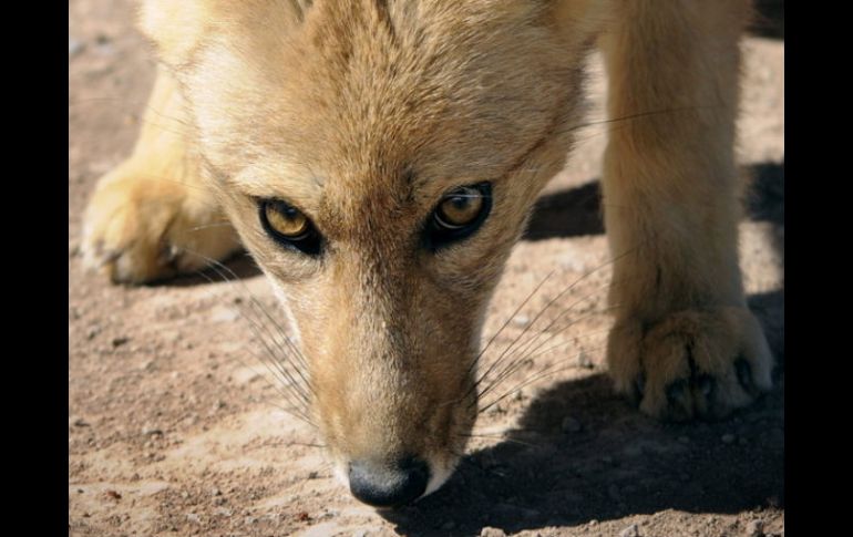 Para algunos, los zorros son ''una peste y una amenaza''. ARCHIVO /