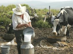 Ganaderos consideran que está en auge el libertinaje por la adulteración de los lácteos. ARCHIVO /