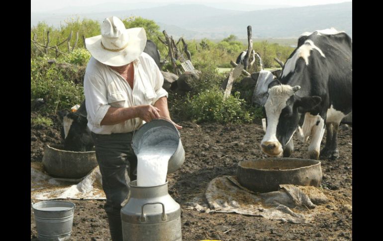 Ganaderos consideran que está en auge el libertinaje por la adulteración de los lácteos. ARCHIVO /