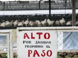 La empresa Bachoco ya reconoció el brote en cinco de sus granjas de gallinas en Guanajuato. ARCHIVO /