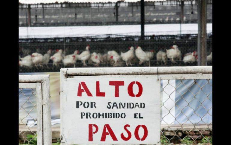 La empresa Bachoco ya reconoció el brote en cinco de sus granjas de gallinas en Guanajuato. ARCHIVO /