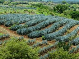 Buscan una promoción permanente de esta zona de gran riqueza cultural vinculada al tequila. ARCHIVO /