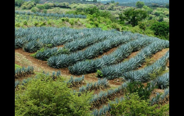 Buscan una promoción permanente de esta zona de gran riqueza cultural vinculada al tequila. ARCHIVO /