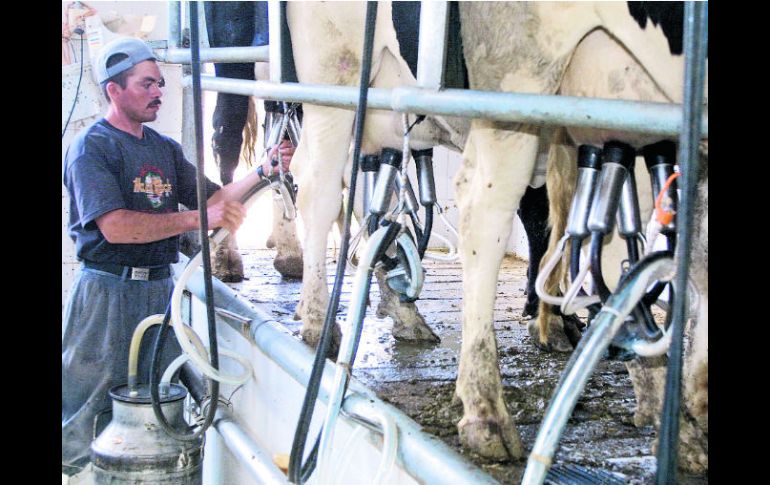 Manga ancha. Con una legislación permisiva, ''poco pueden hacer los organismos certificadores'', afirman productores lecheros. EL INFORMADOR /