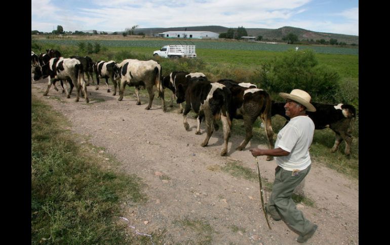 La economía de los exportadores se ha visto mermado por la aparición de tuberculosis en algunos animales. ARCHIVO /