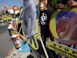 Animalistas indonesios en una manifestación buscando proteger a los primates de la región. EFE /