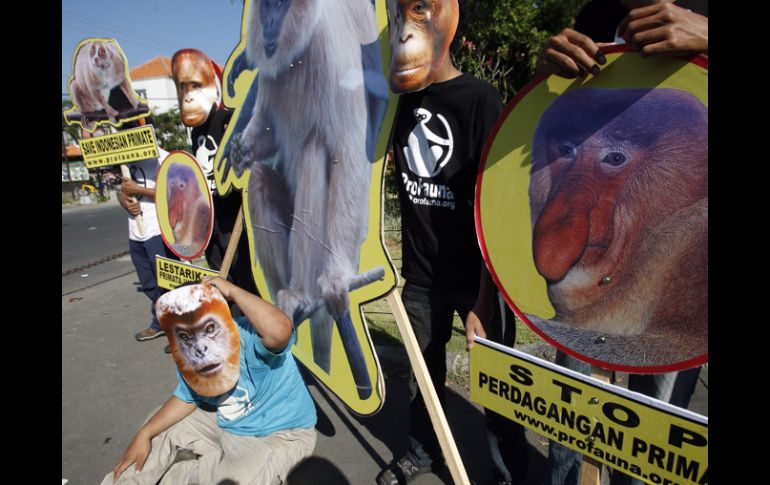 Animalistas indonesios en una manifestación buscando proteger a los primates de la región. EFE /