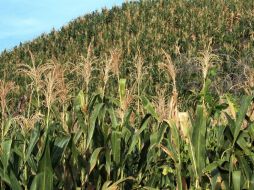 Confirman que la semilla se cultivó en los sitios del valle Fortaleza en el arcaico tardío. ARCHIVO /