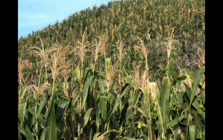 Confirman que la semilla se cultivó en los sitios del valle Fortaleza en el arcaico tardío. ARCHIVO /