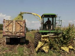 Destacan que los problemas de la comercialización del maíz debe corregirse en el campo mexicano. ARCHIVO /