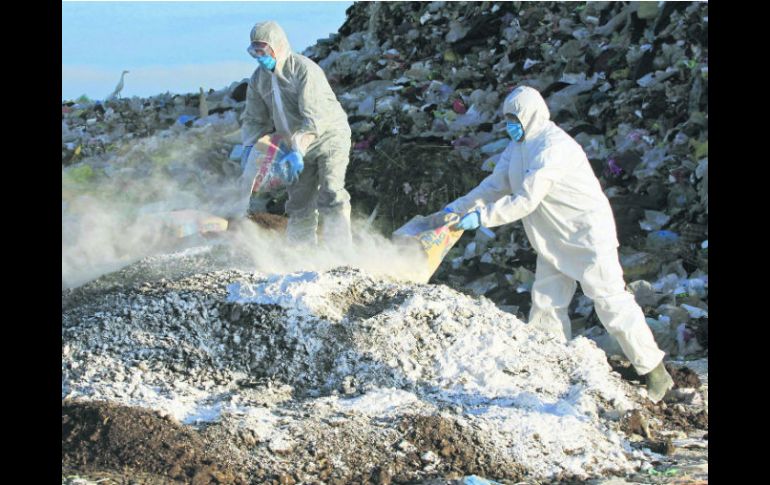 Cerco sanitario.  Personal especializado trabaja en las granjas eliminando las aves enfermas. AFP /