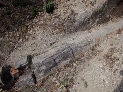 El bosque está siendo depredado actualmente, lo que podría destruir a una joya para los investigadores. EFE /